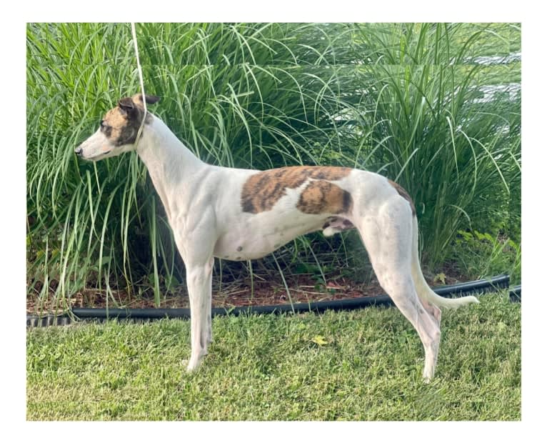 Kraken, a Whippet tested with EmbarkVet.com