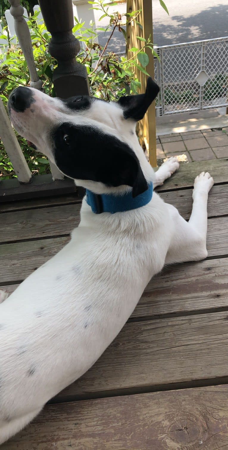 Wolfie, an American Pit Bull Terrier and Australian Shepherd mix tested with EmbarkVet.com