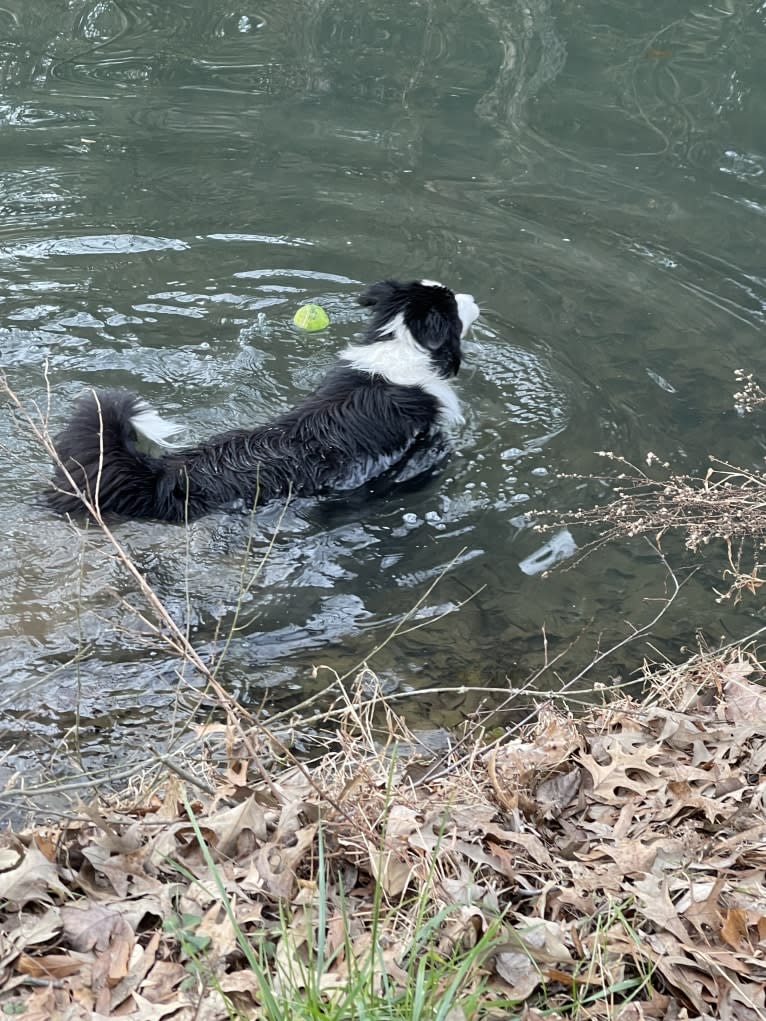 Angel, a Border Collie tested with EmbarkVet.com