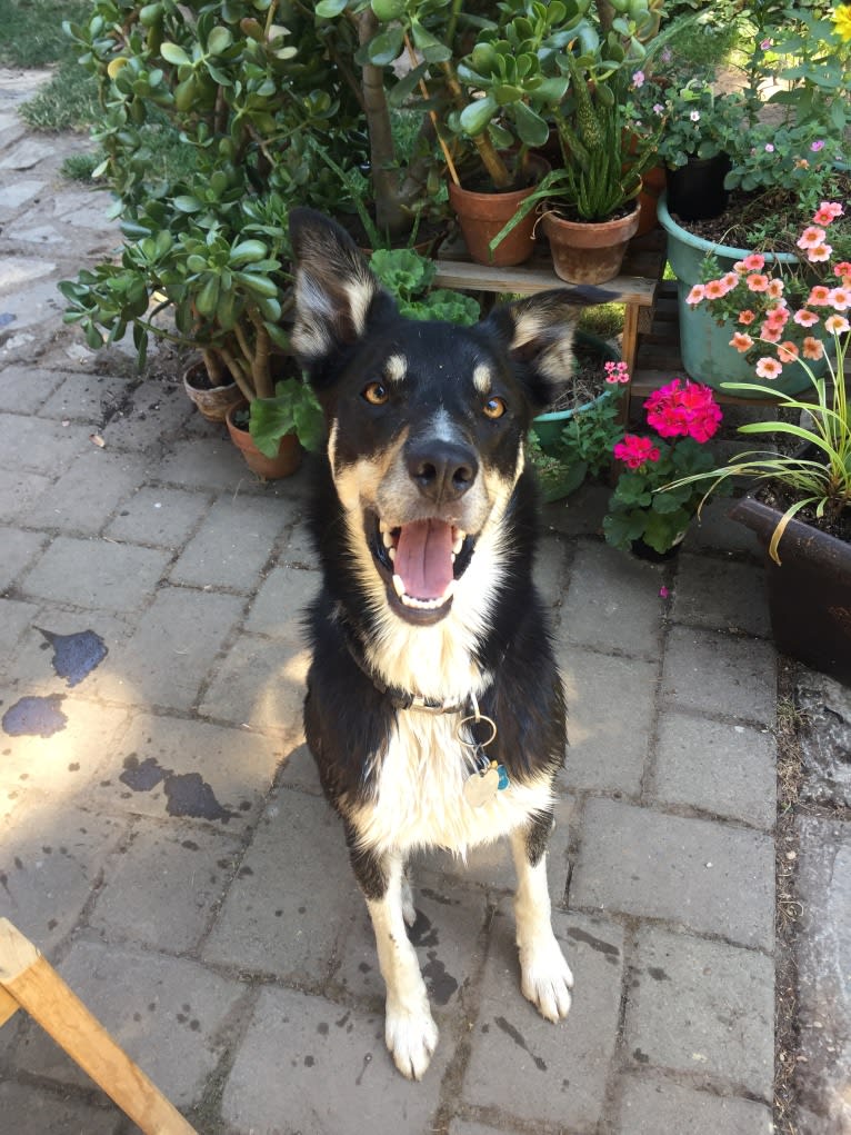 Ollie, a Border Collie tested with EmbarkVet.com