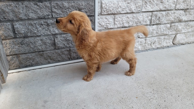 Maya, a Golden Retriever tested with EmbarkVet.com