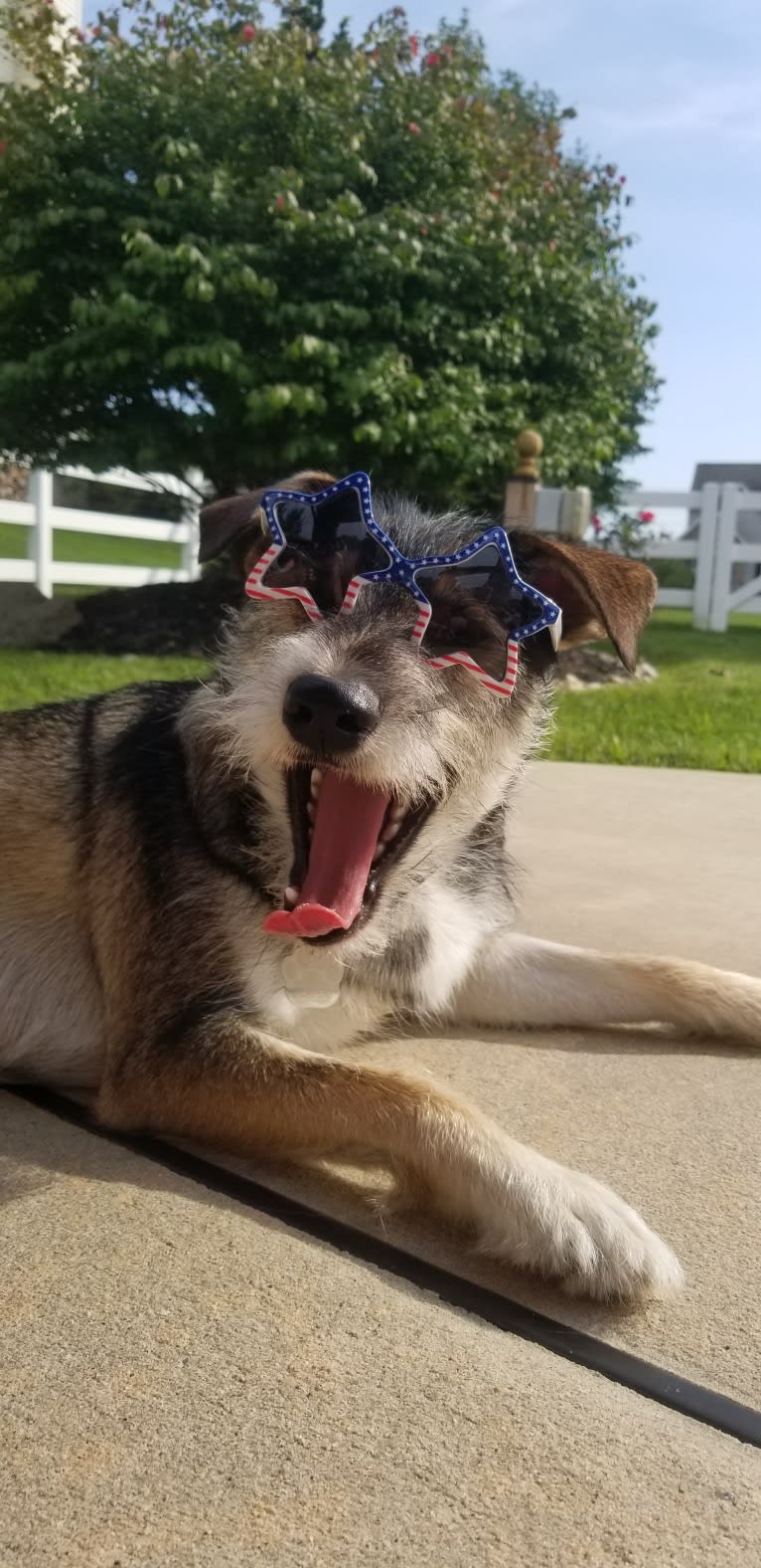 Dexter, a Miniature Schnauzer and Australian Cattle Dog mix tested with EmbarkVet.com