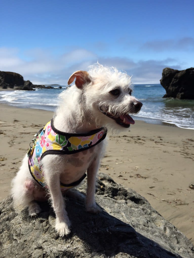 Coleen, a Rat Terrier and Poodle (Small) mix tested with EmbarkVet.com