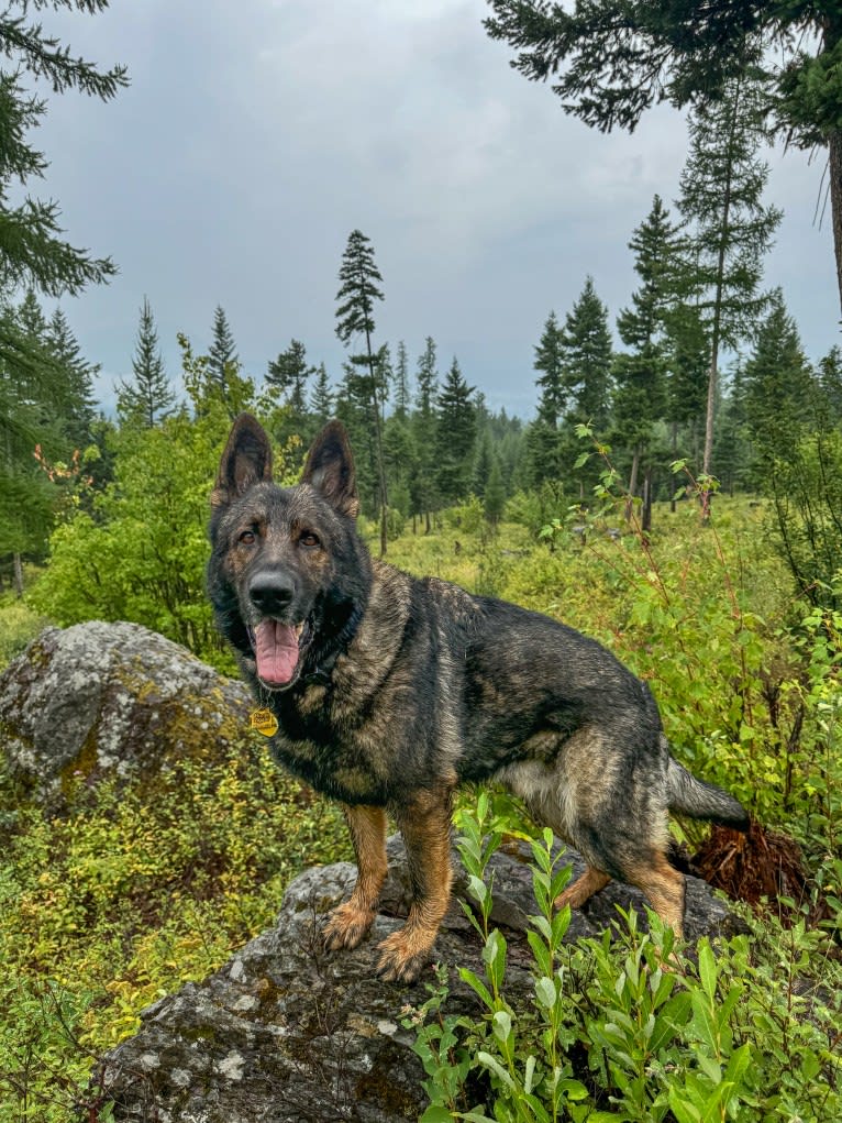 Booth vom Wahrsten, a German Shepherd Dog tested with EmbarkVet.com