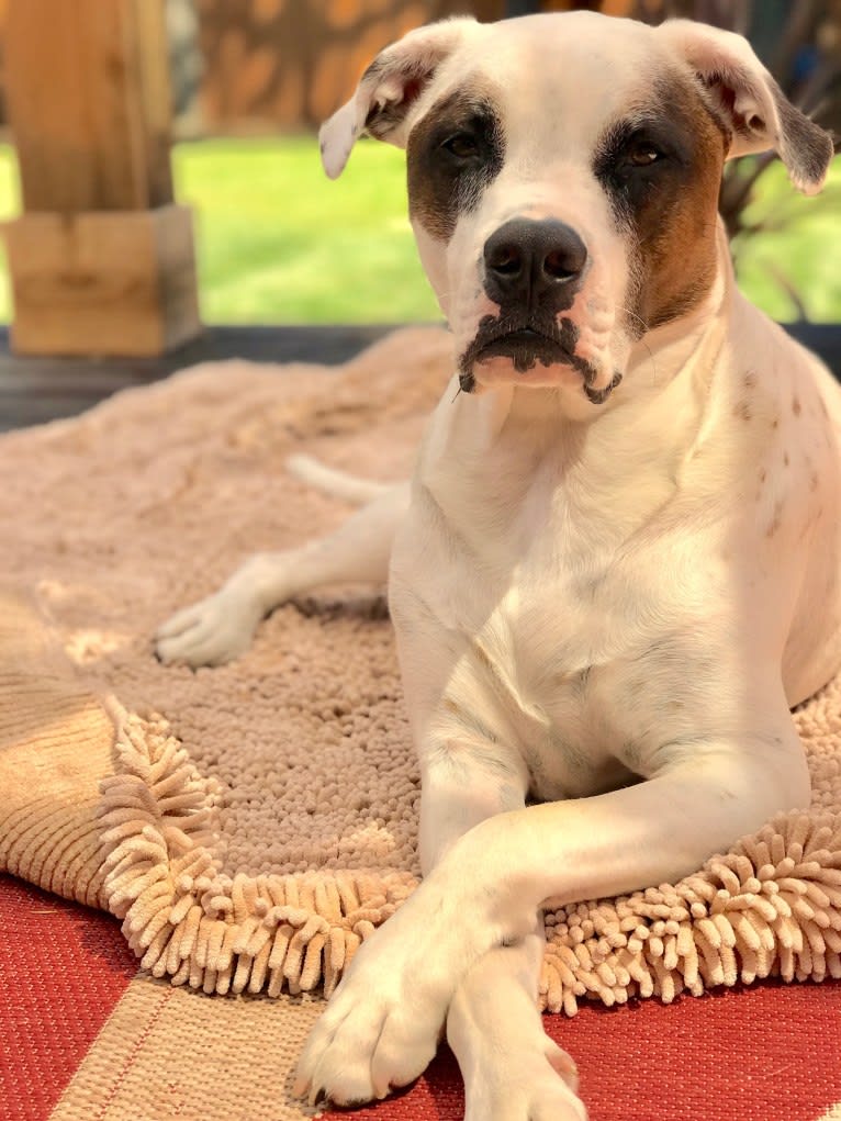 Aubin, an American Bulldog and Brittany mix tested with EmbarkVet.com