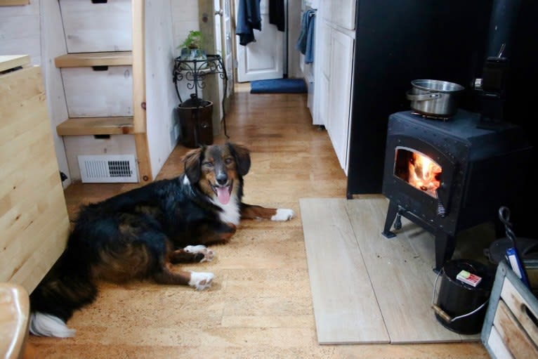 Burley, an English Shepherd tested with EmbarkVet.com