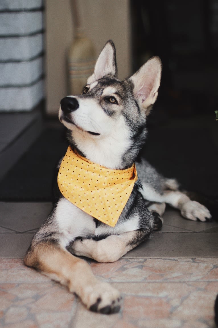 Oberon Wakanda Tachunga, a Saarloos Wolfdog tested with EmbarkVet.com