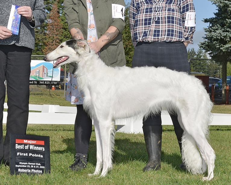 Fennel, a Borzoi tested with EmbarkVet.com