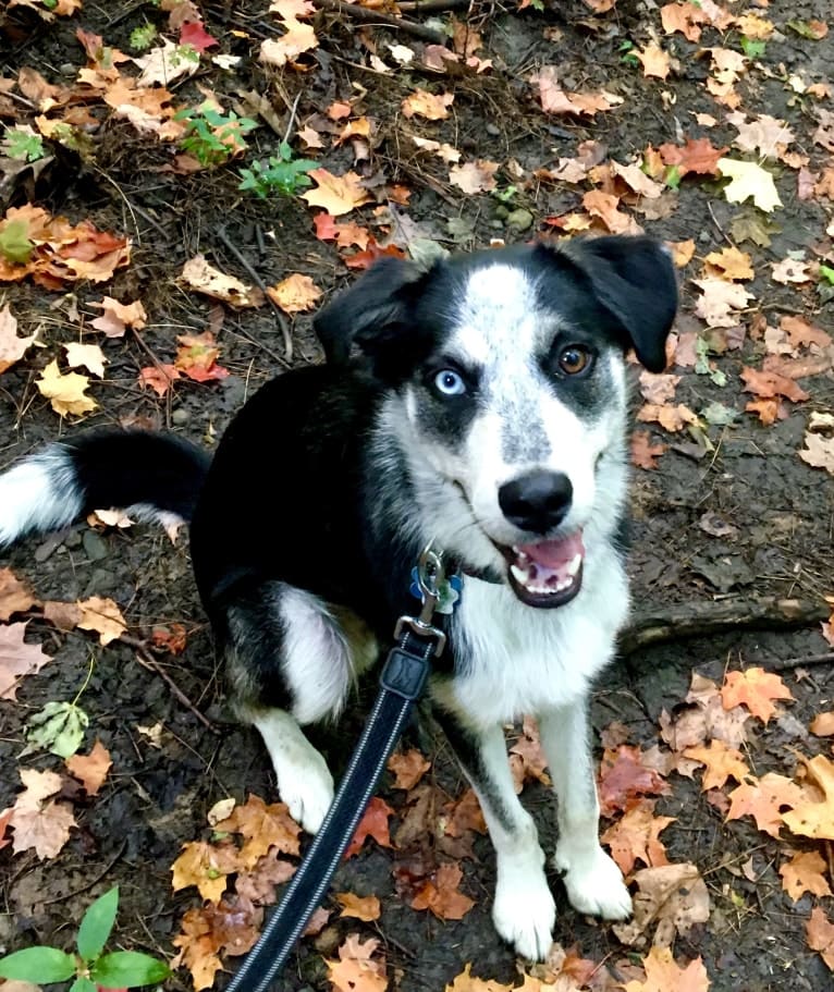 Rambo, a Siberian Husky and Rottweiler mix tested with EmbarkVet.com