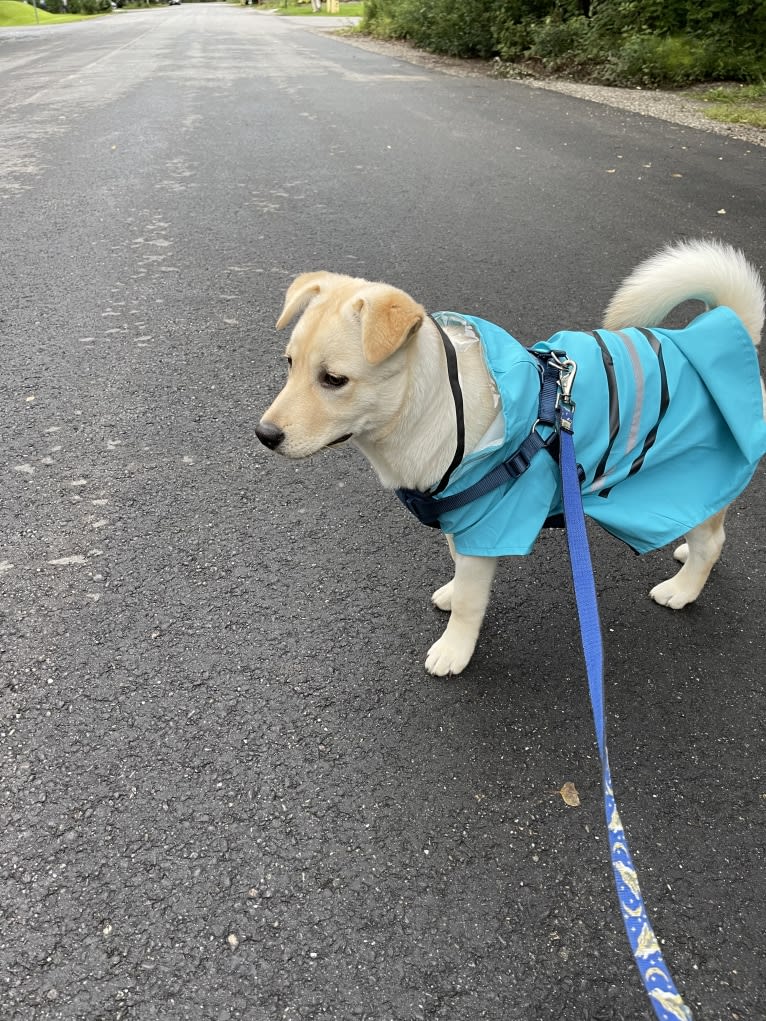 Nala, a Labrador Retriever and Chow Chow mix tested with EmbarkVet.com