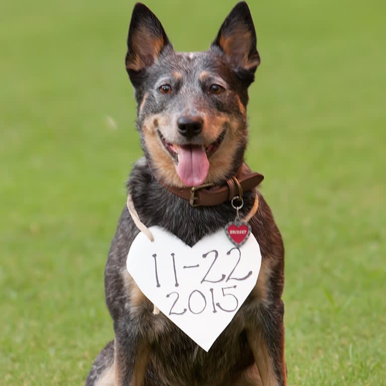 Brisket, an Australian Cattle Dog tested with EmbarkVet.com