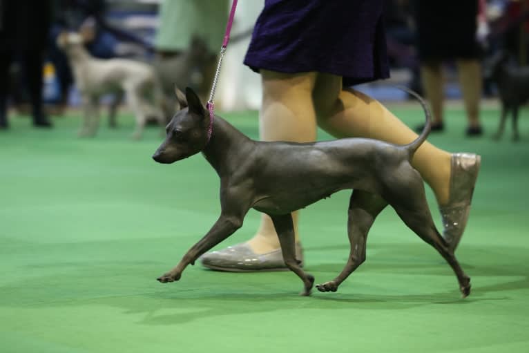 Siren, an American Hairless Terrier tested with EmbarkVet.com