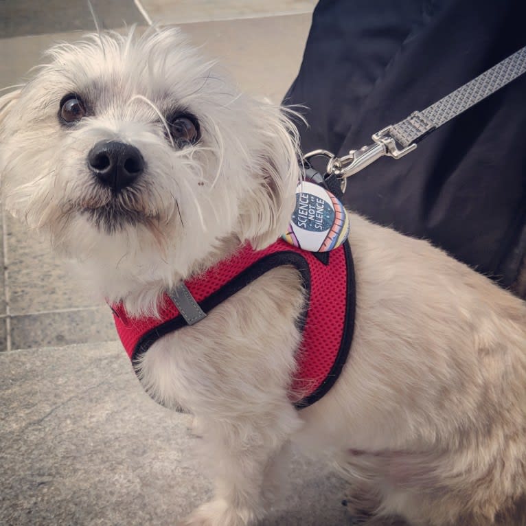 Porter, a Maltese and Cairn Terrier mix tested with EmbarkVet.com