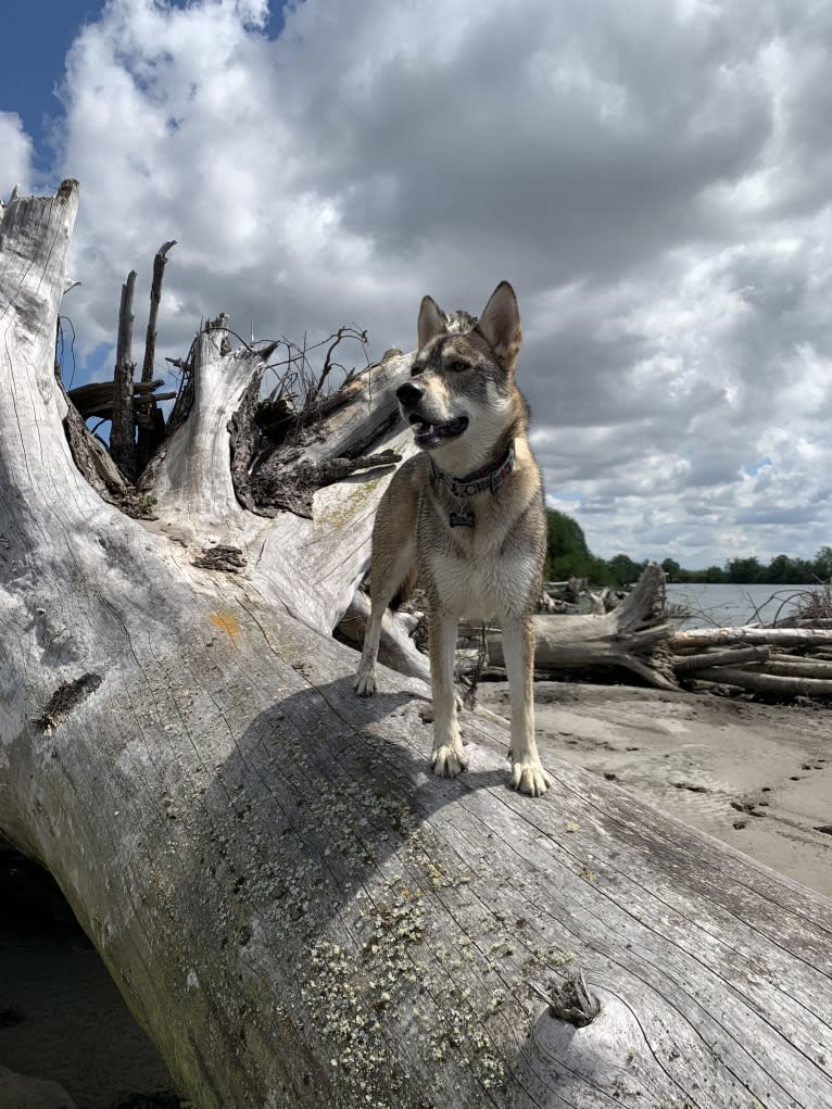 Pepper, a Siberian Husky and Alaskan Malamute mix tested with EmbarkVet.com