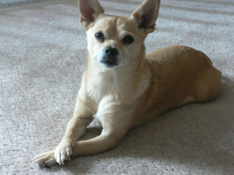 Nigel, a Shih Tzu and Miniature Pinscher mix tested with EmbarkVet.com