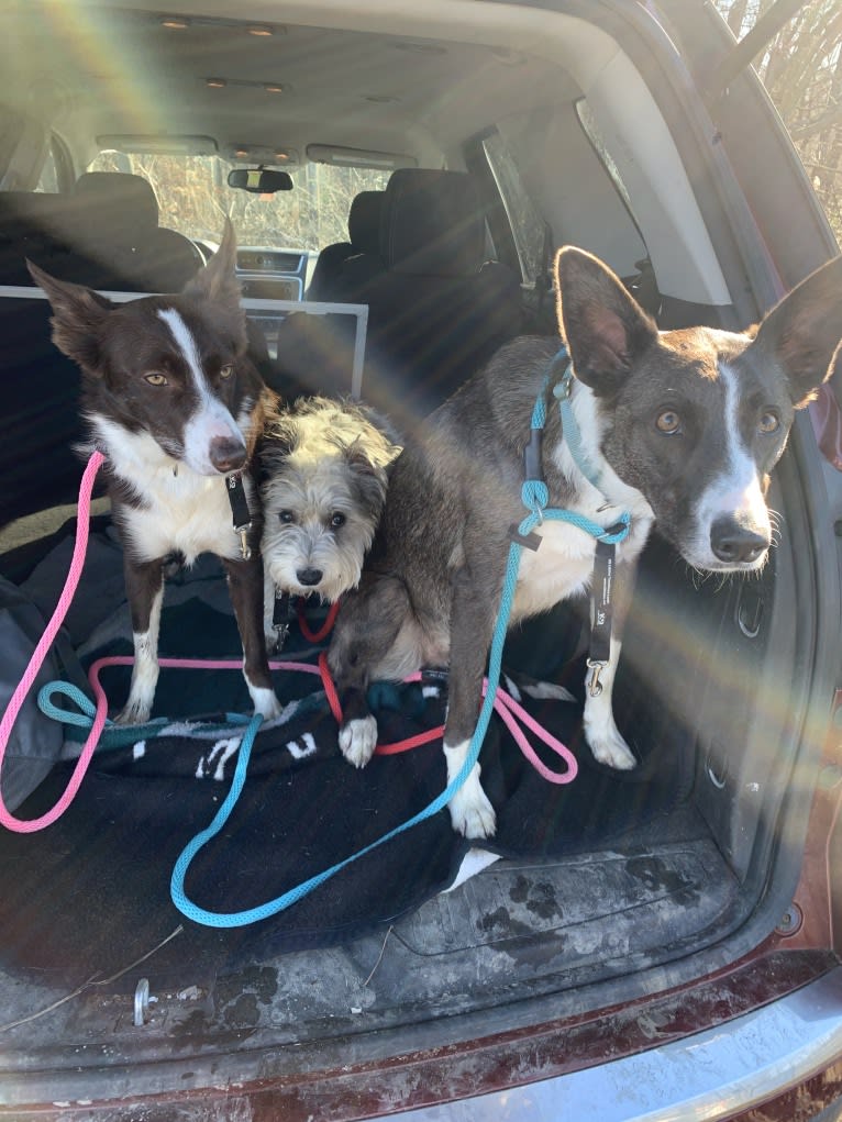 Doolittle(Dooey), a Border Collie tested with EmbarkVet.com