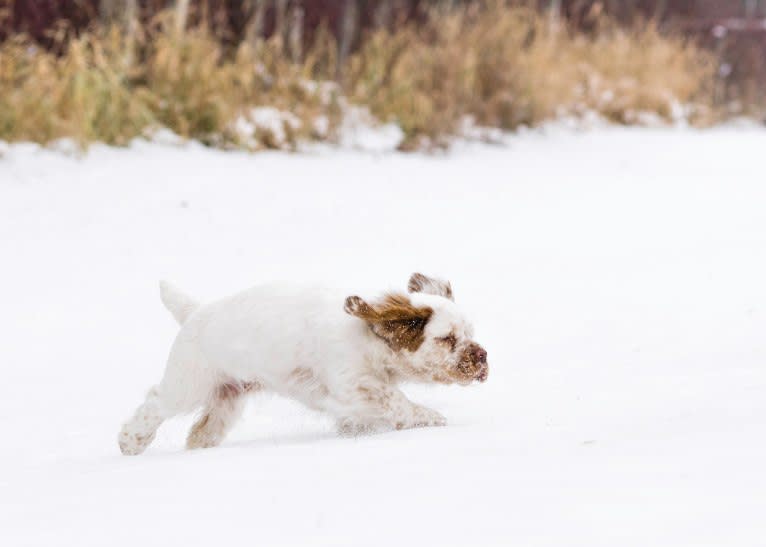 Daisy, a Clumber Spaniel tested with EmbarkVet.com