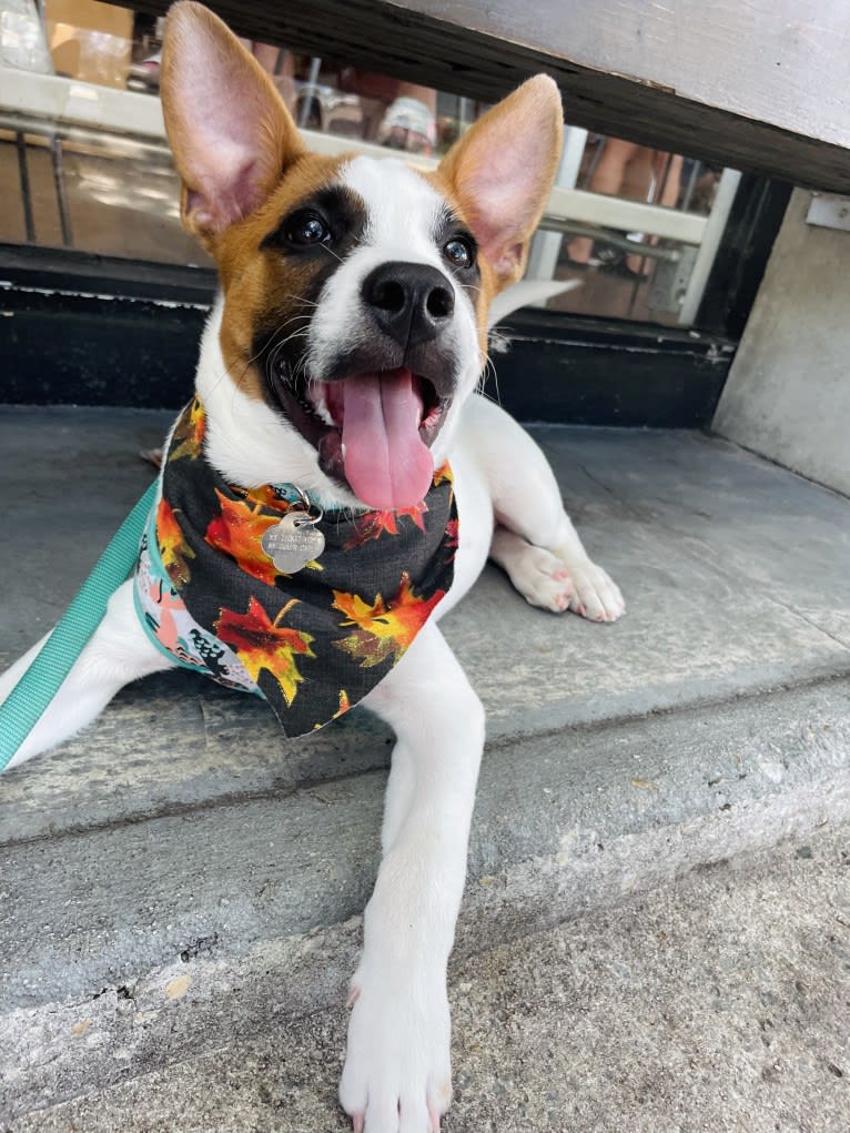 Reishi, an Australian Cattle Dog and American Pit Bull Terrier mix tested with EmbarkVet.com