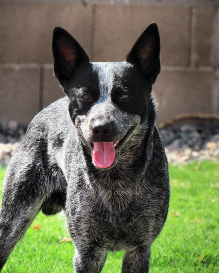 Bring the Heat, an Australian Cattle Dog tested with EmbarkVet.com