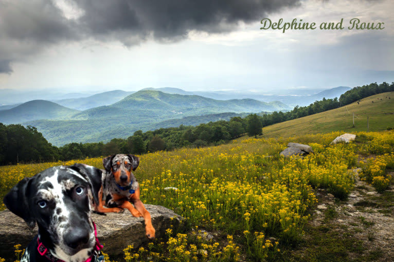 Roux, a Catahoula Leopard Dog tested with EmbarkVet.com