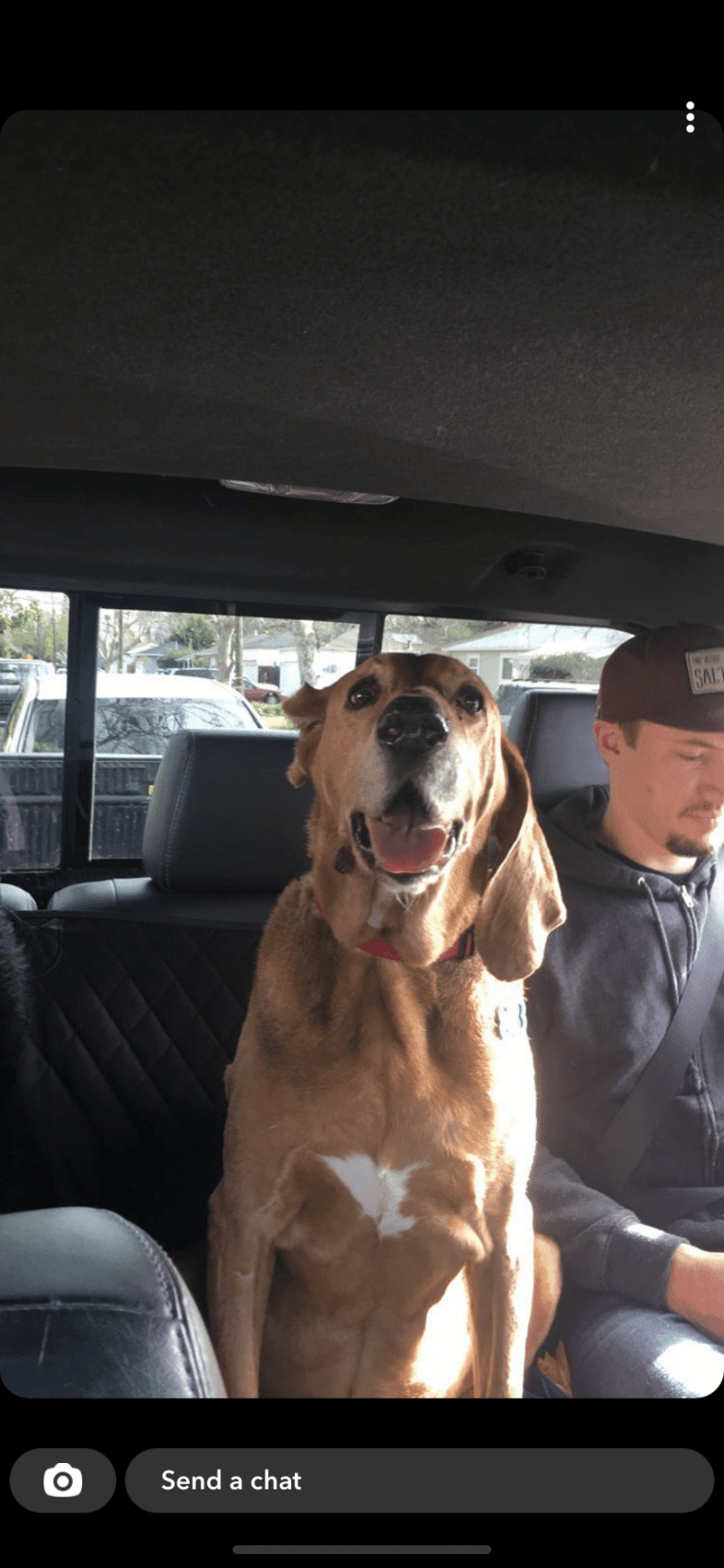 Old Boi, a Treeing Walker Coonhound tested with EmbarkVet.com