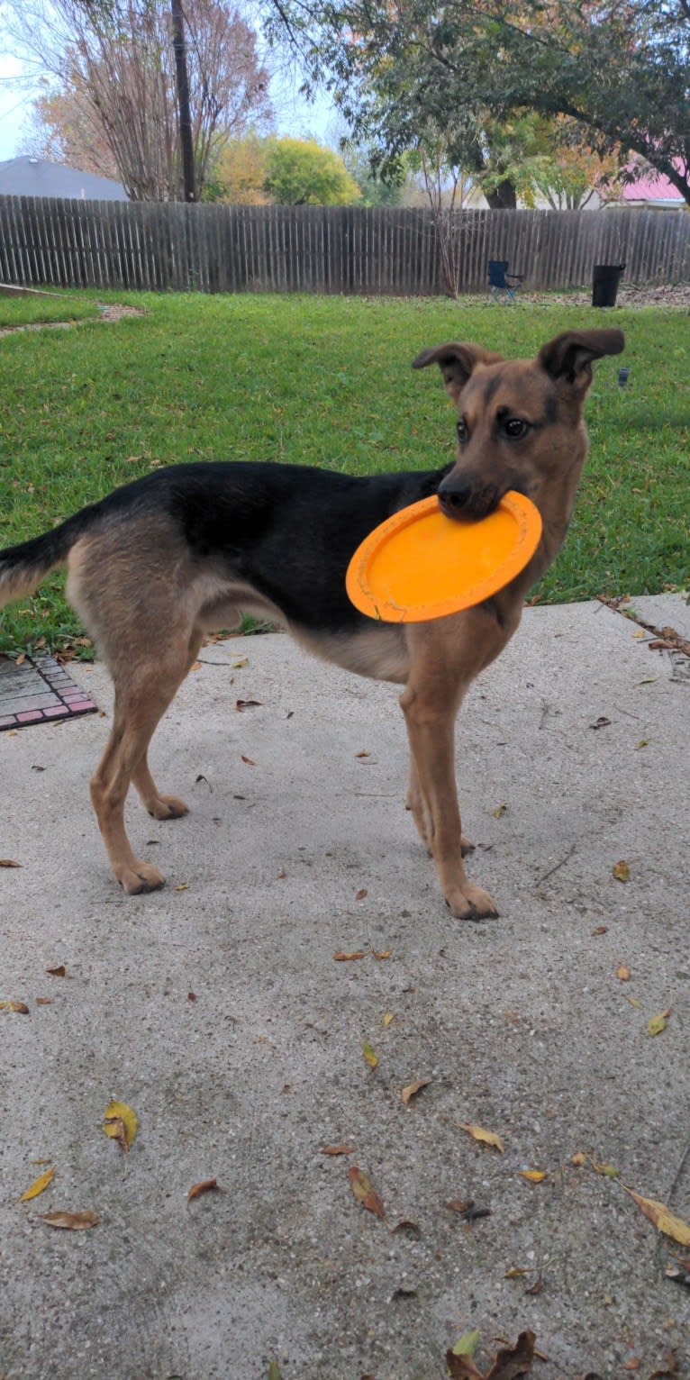 Koda (Simon), a Formosan Mountain Dog and Golden Retriever mix tested with EmbarkVet.com