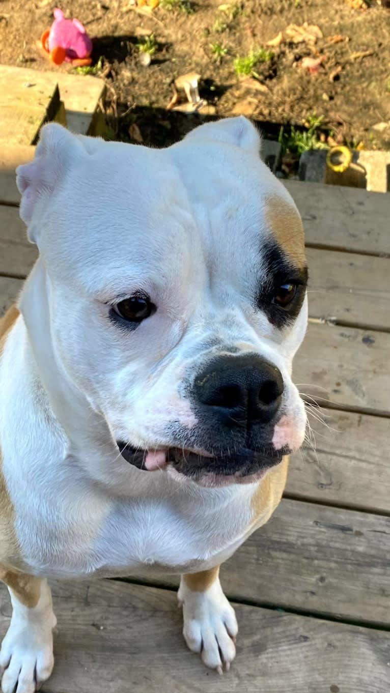 Piper, an American Bulldog tested with EmbarkVet.com