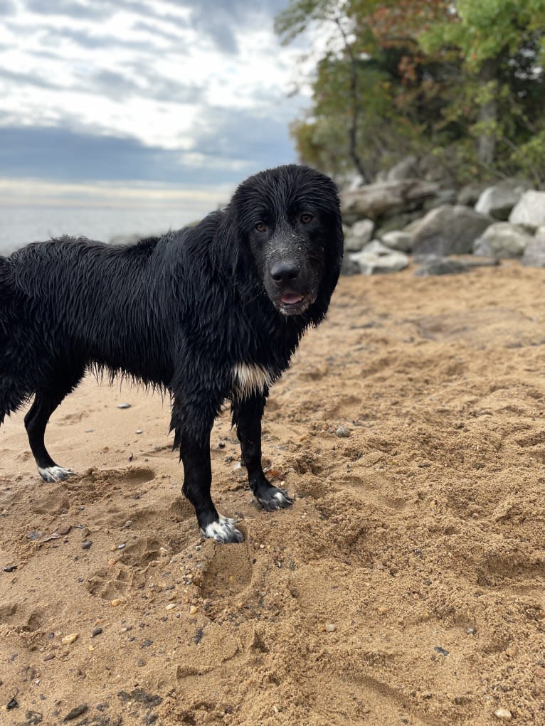 Oliver, a Great Pyrenees and Golden Retriever mix tested with EmbarkVet.com