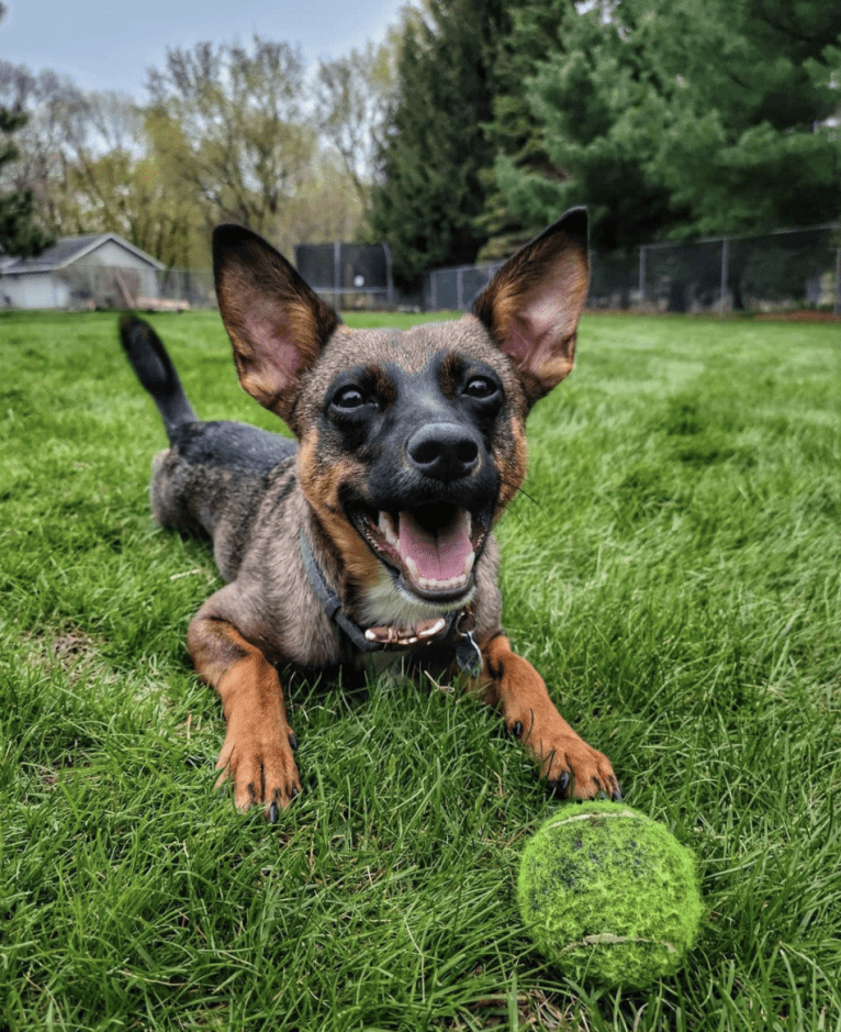 Afton, an Australian Cattle Dog and Chihuahua mix tested with EmbarkVet.com