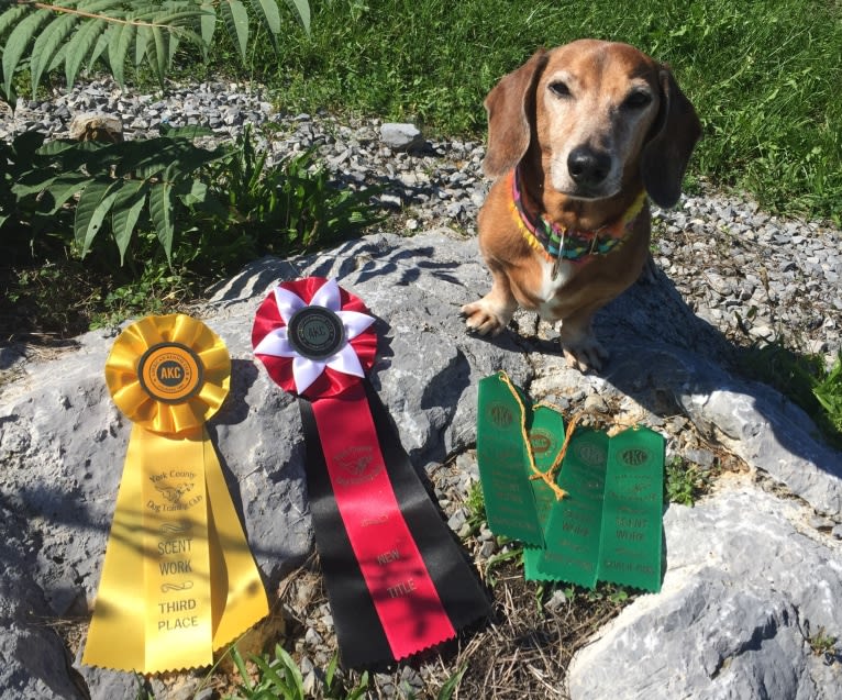 URO3 NI NE Jacob Levi RI SWA SHDNE CGCA TKP RATN RL1X RL2 RLV2X CW-ARA CW-DDA CW-Ob2A, a Dachshund tested with EmbarkVet.com