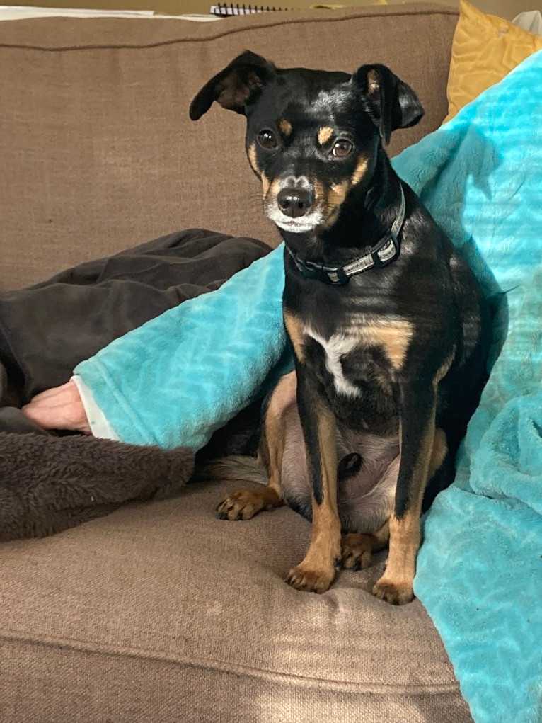 Sir Ridley, a Chihuahua and Rat Terrier mix tested with EmbarkVet.com