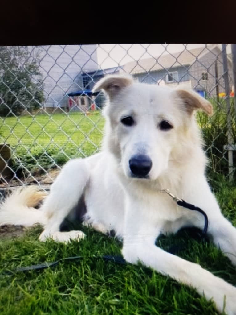 Scooter, an Arabian Village Dog tested with EmbarkVet.com