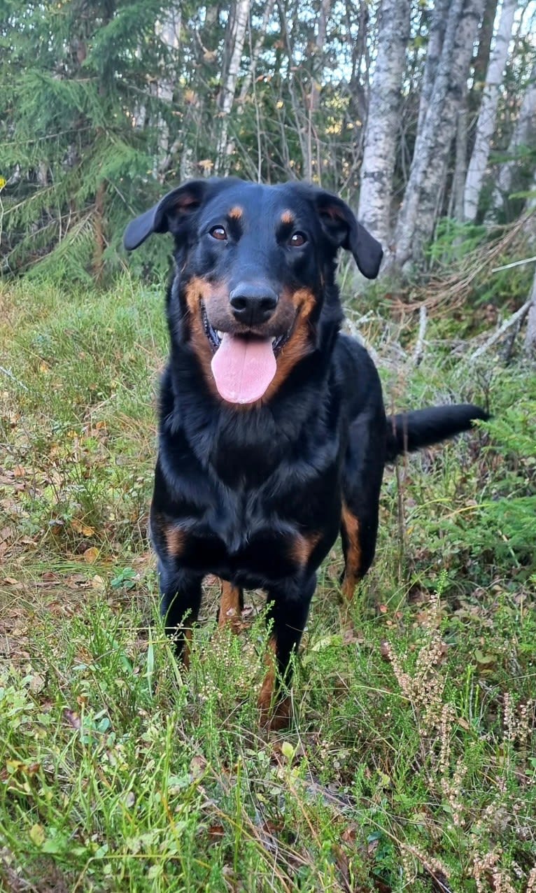 Agriper's Axa, a Beauceron tested with EmbarkVet.com