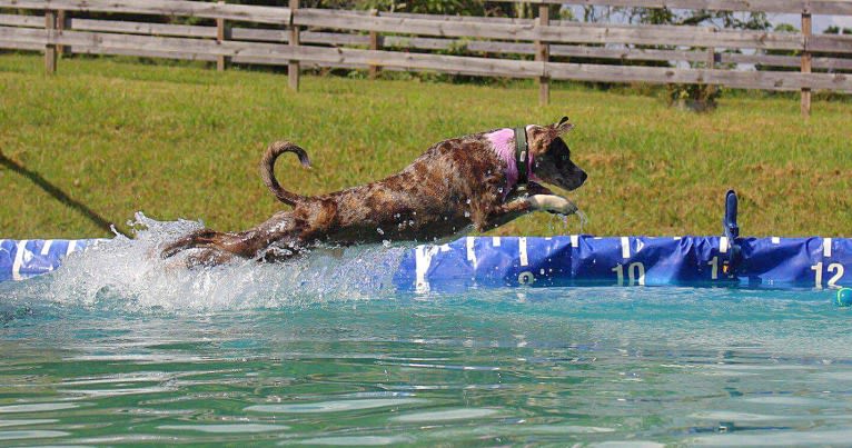 Hammer, a Boston Terrier and Australian Cattle Dog mix tested with EmbarkVet.com