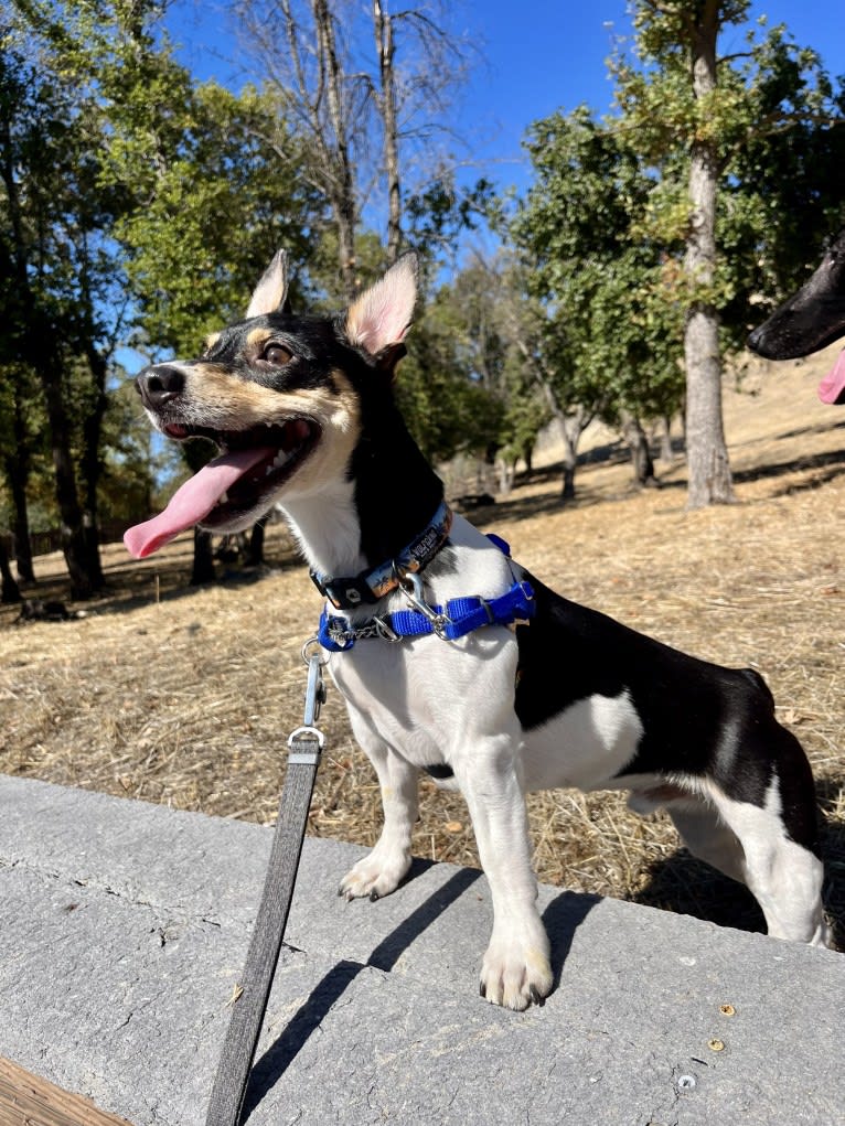 Billy Bones, a Teddy Roosevelt Terrier tested with EmbarkVet.com