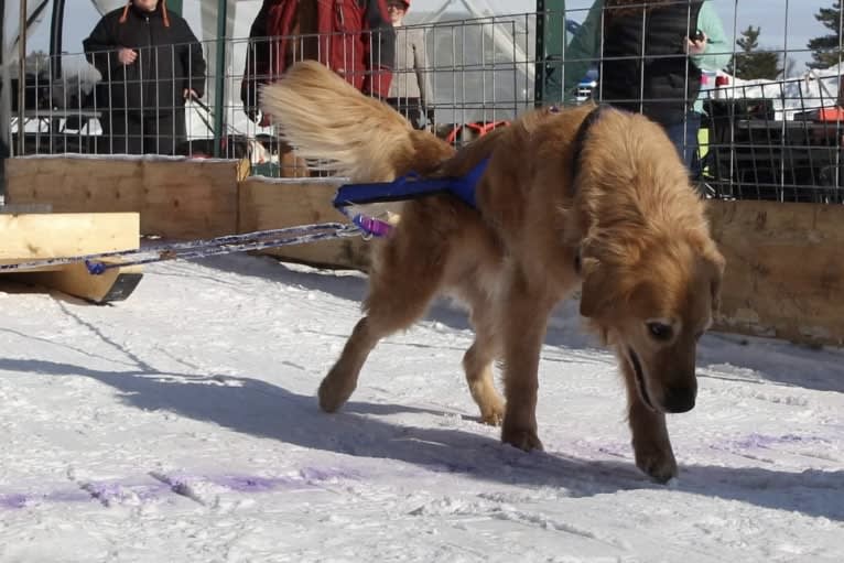 Timber “Gross Manor’s I’ll Be The One You Won’t Forget”, a Golden Retriever tested with EmbarkVet.com