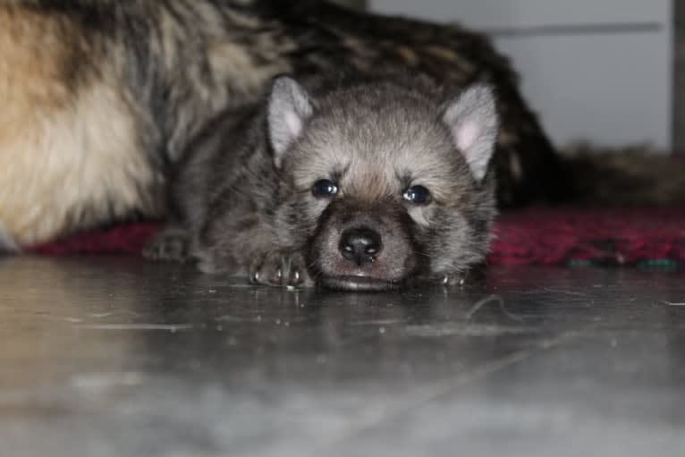 Freki a dog tested with EmbarkVet.com