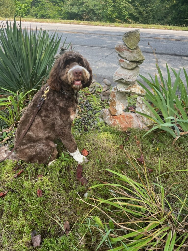 Bolo, an English Springer Spaniel and Poodle (Standard) mix tested with EmbarkVet.com