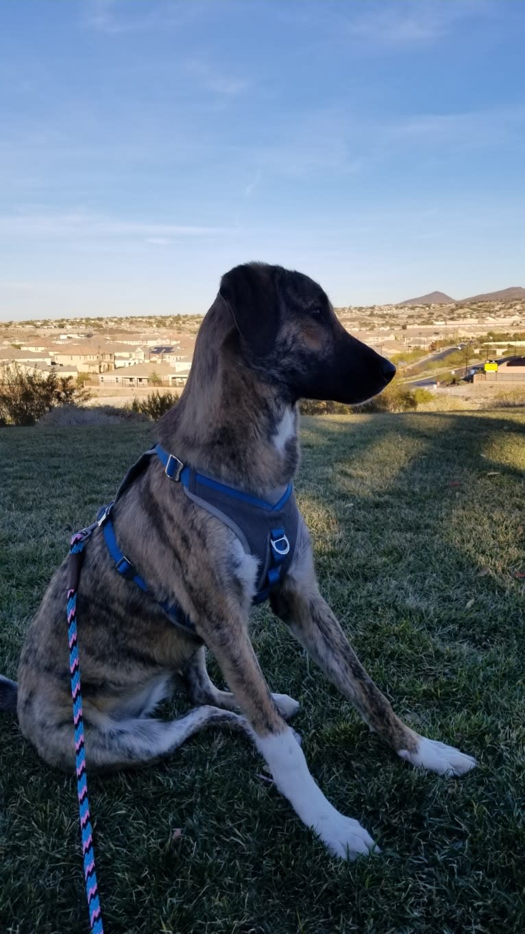 Miskin, a Middle Eastern Village Dog tested with EmbarkVet.com