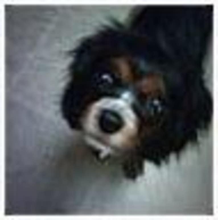 Barkley Valentine, a Cavalier King Charles Spaniel tested with EmbarkVet.com