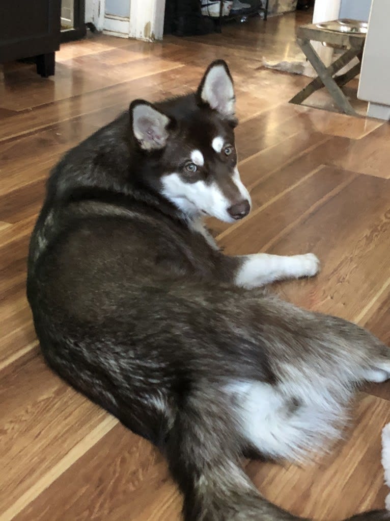 Suki, an Alaskan Malamute tested with EmbarkVet.com