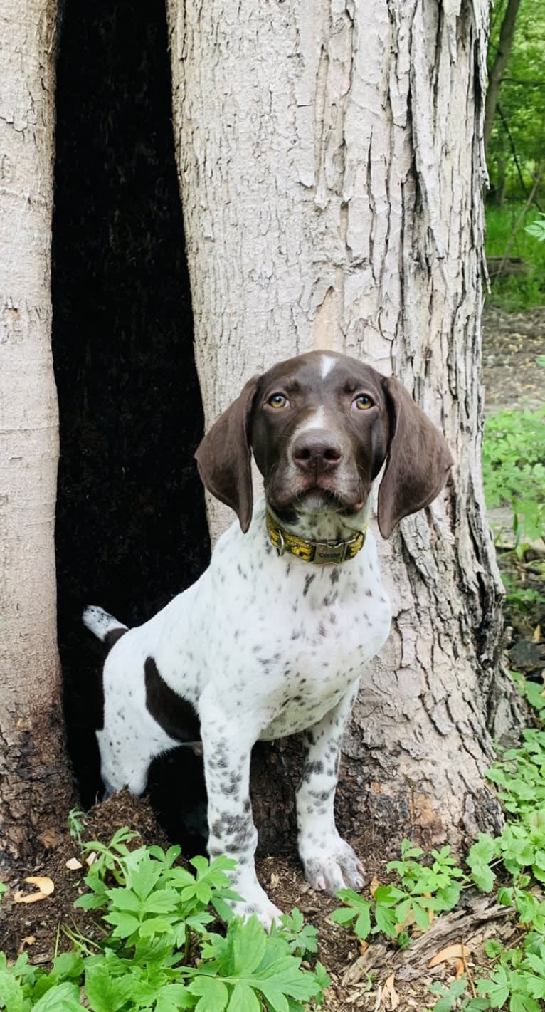 Jack, a German Shorthaired Pointer tested with EmbarkVet.com