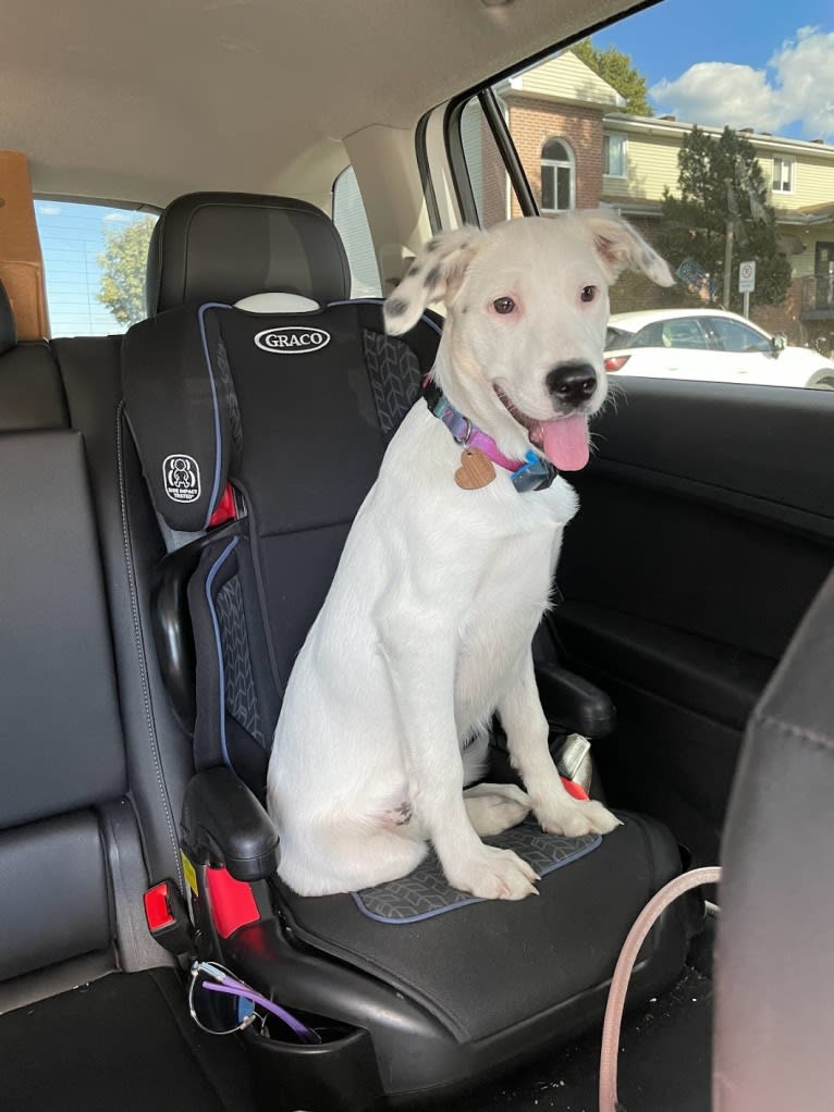 Stella, an American Pit Bull Terrier and Siberian Husky mix tested with EmbarkVet.com