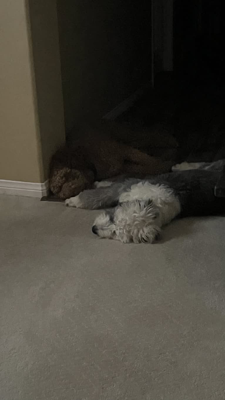 Harley, an Old English Sheepdog tested with EmbarkVet.com