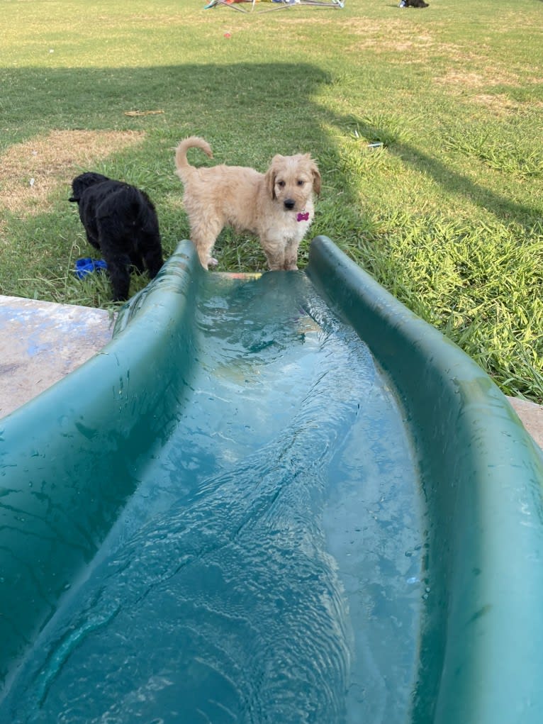 Blossom, a Poodle (Standard) and Golden Retriever mix tested with EmbarkVet.com