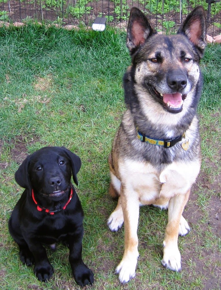 Halo, a Belgian Malinois and Siberian Husky mix tested with EmbarkVet.com