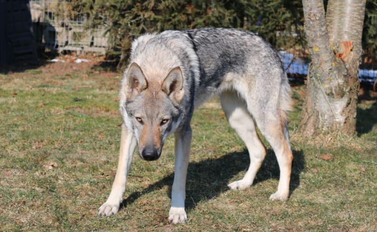 Avaya Valentina von Isegrims Erben, a Czechoslovakian Vlcak tested with EmbarkVet.com