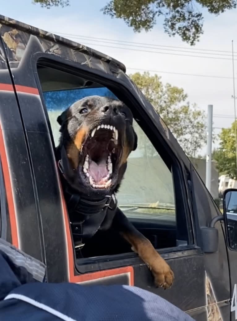 Wüstenhaus Samson, a Rottweiler tested with EmbarkVet.com