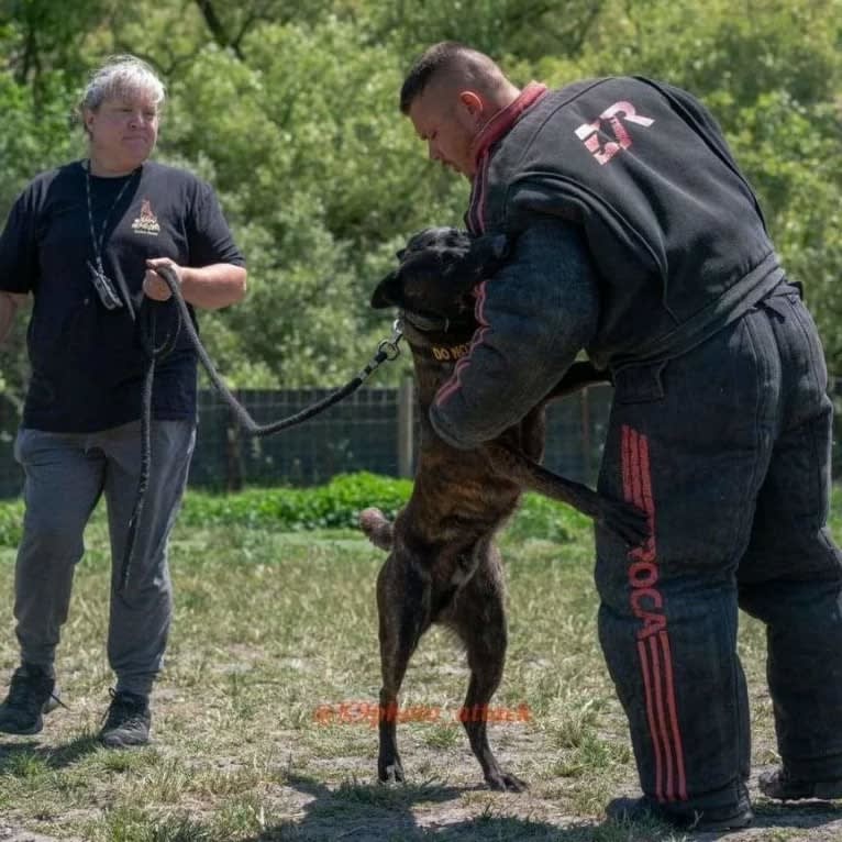 Static, a Dutch Shepherd tested with EmbarkVet.com