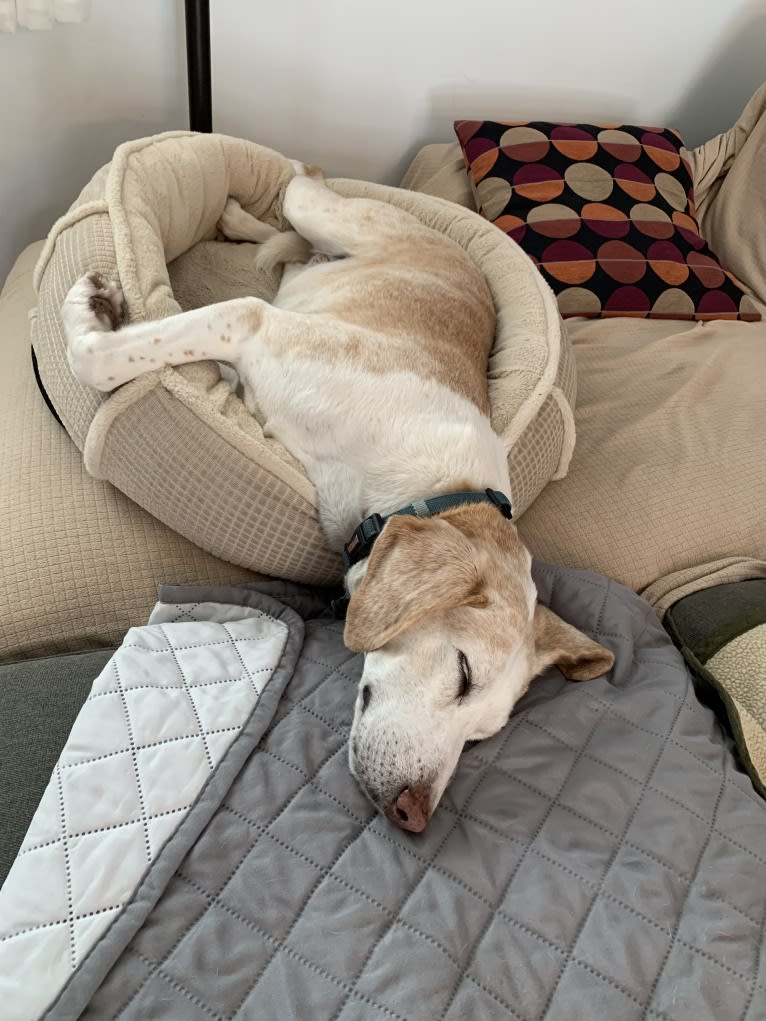 Lizzie, an American Foxhound tested with EmbarkVet.com